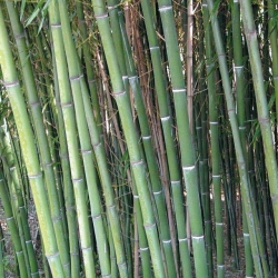 Phyllostachys nuda
